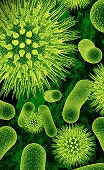 Harmful Bacteria Harmful Bacteria