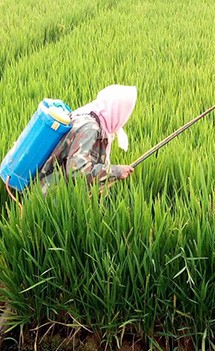 Pesticide Residue Pesticide Residue